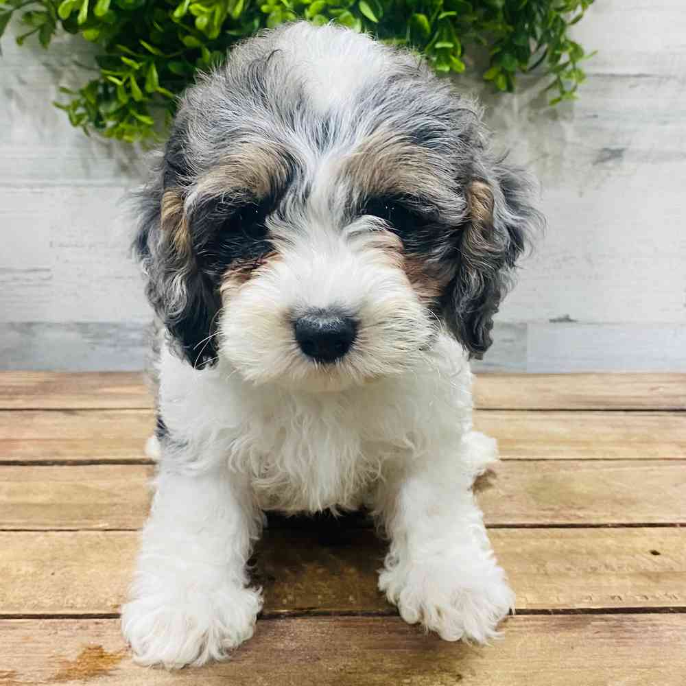 carousel pet images