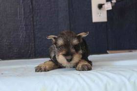 Mini Schnauzer