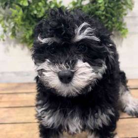 BichonPoo
