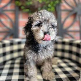 Mini Goldendoodle