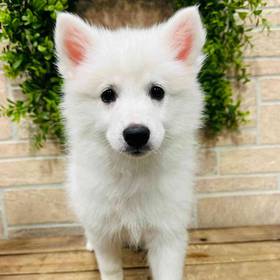 American Eskimo