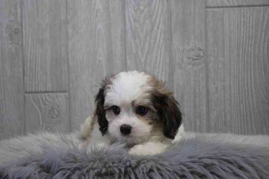 Cavachon