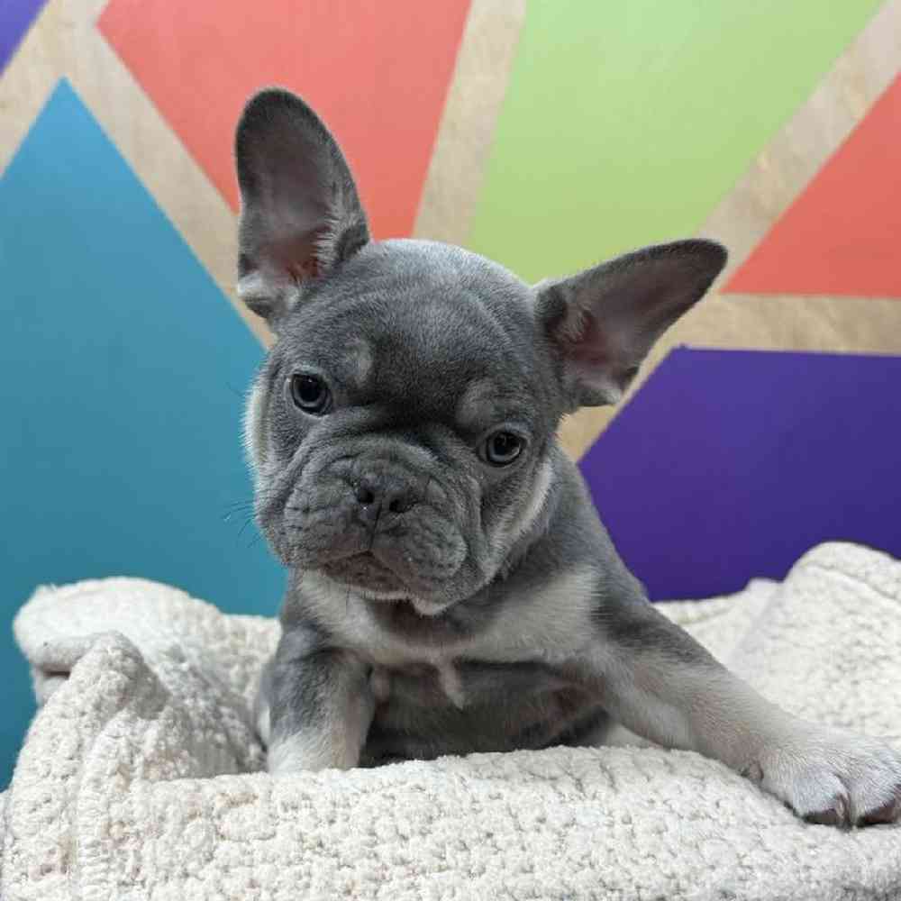 Image of a pet breed in the gallery