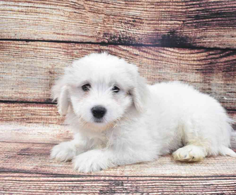 Coton shih tzu puppies for best sale sale