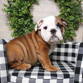 English Bulldog