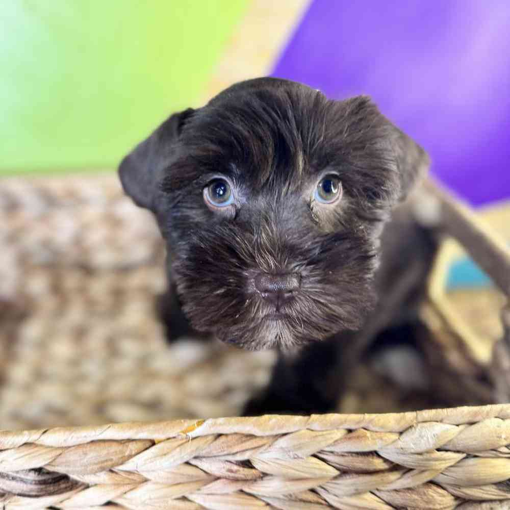carousel pet images