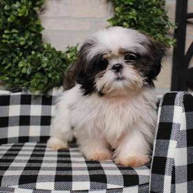 Shih Tzu