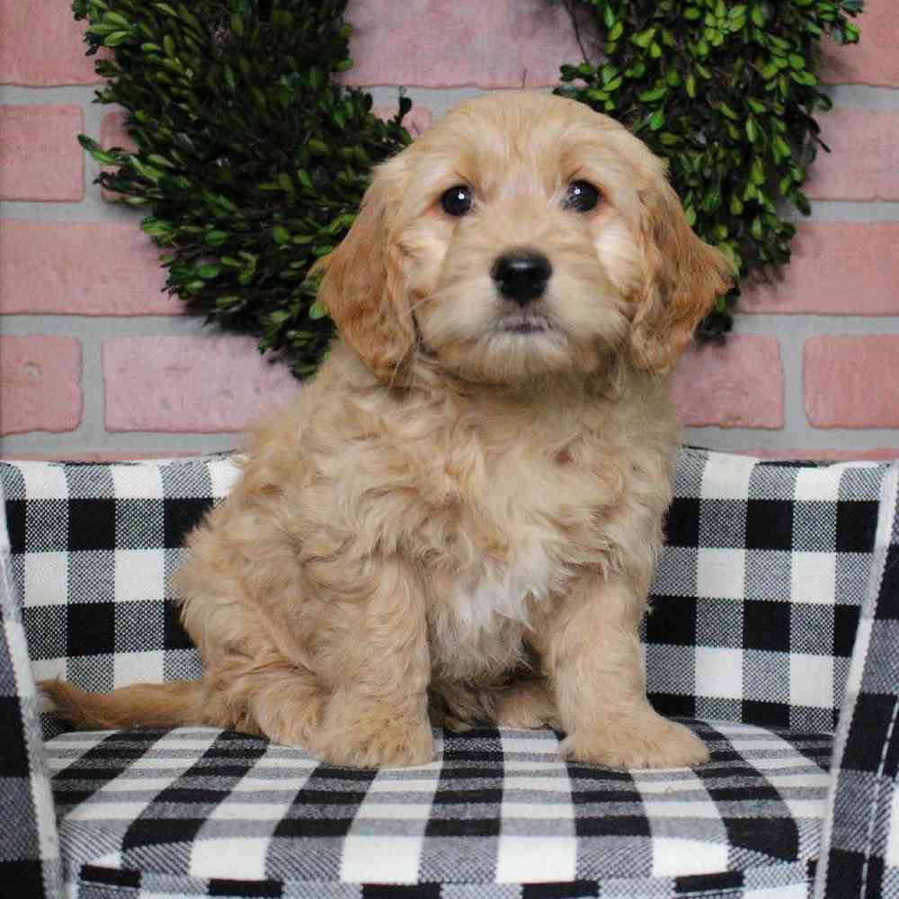 Male Mini Goldendoodle Puppy for sale