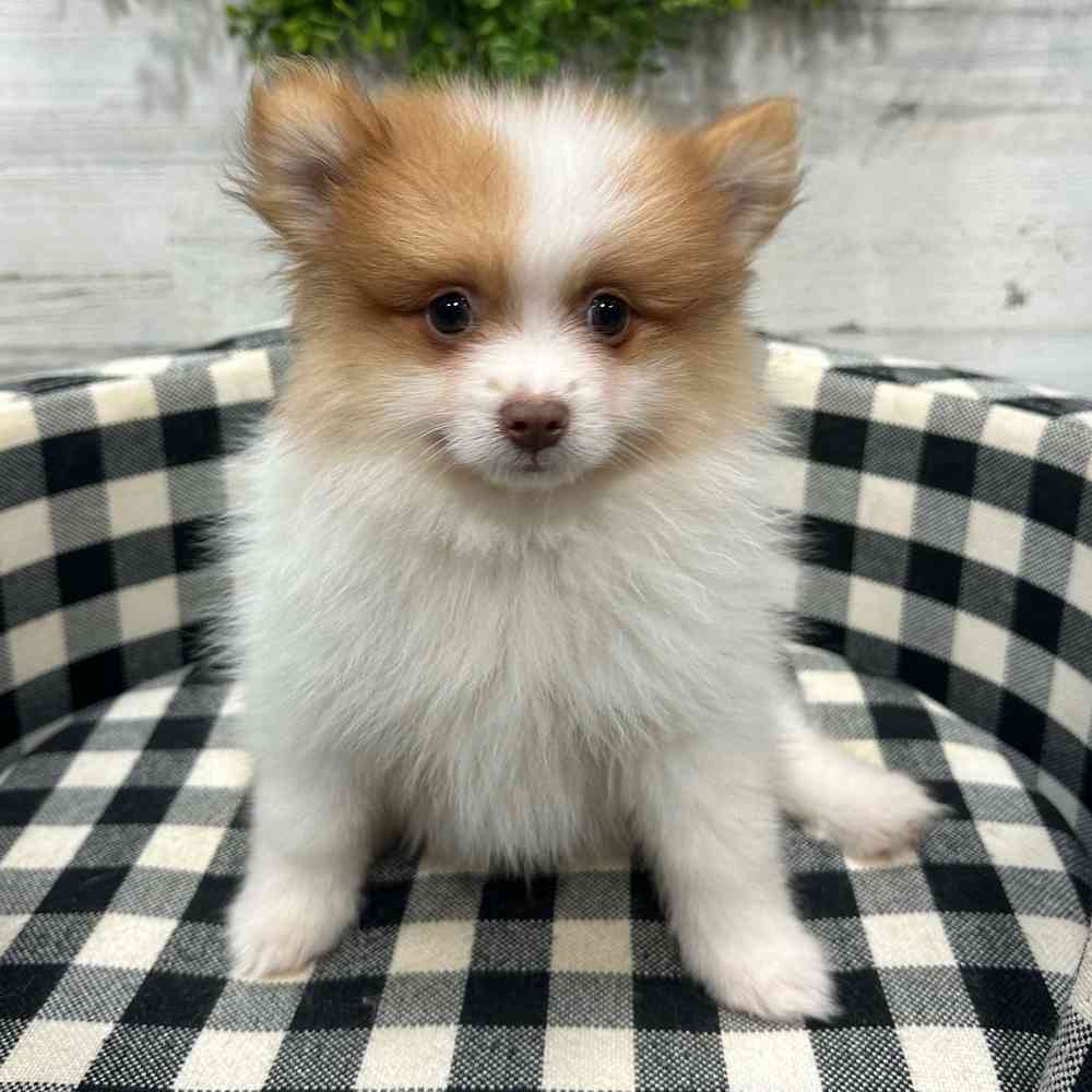 carousel pet images