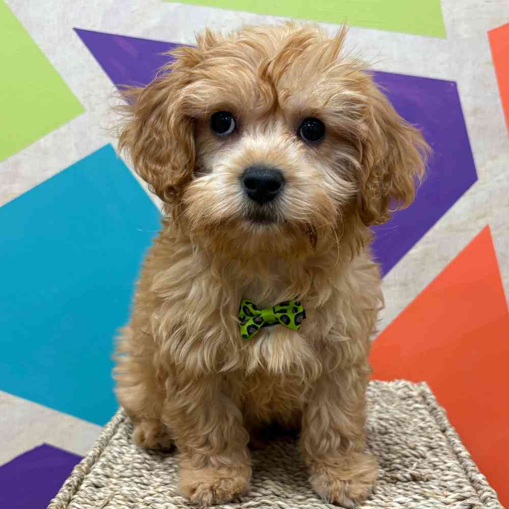carousel pet images