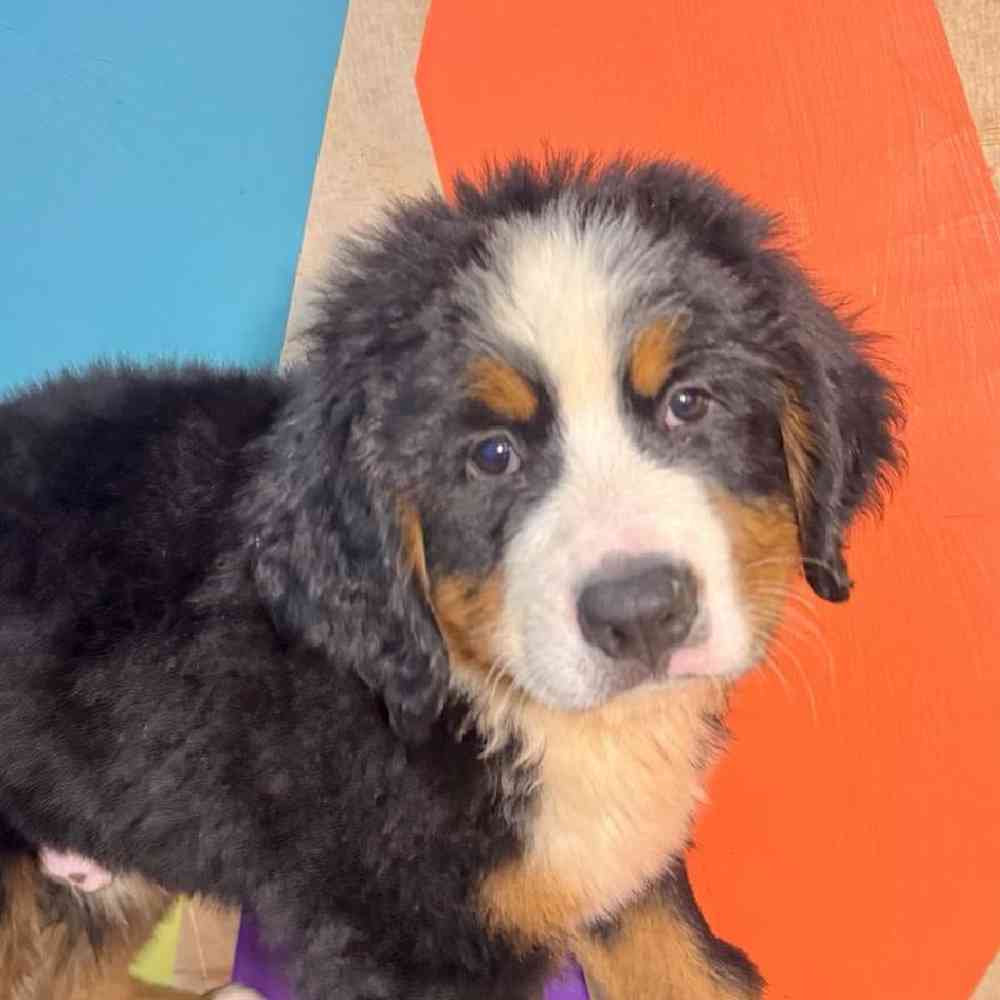 carousel pet images