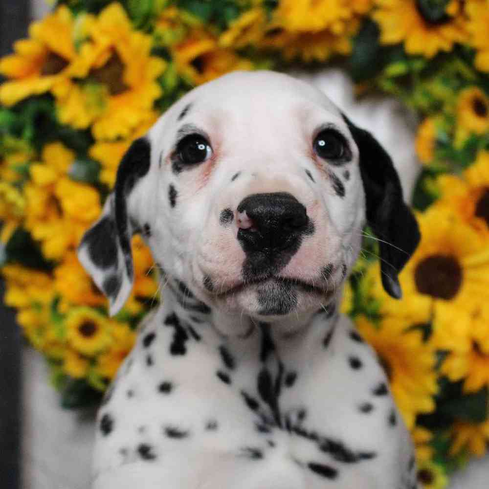 carousel pet images
