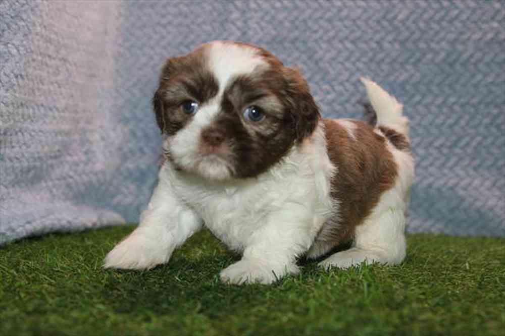 carousel pet images