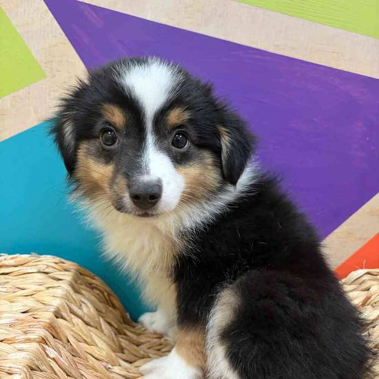 Piper