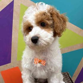 Mini Poodle