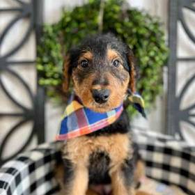 Airedale Terrier