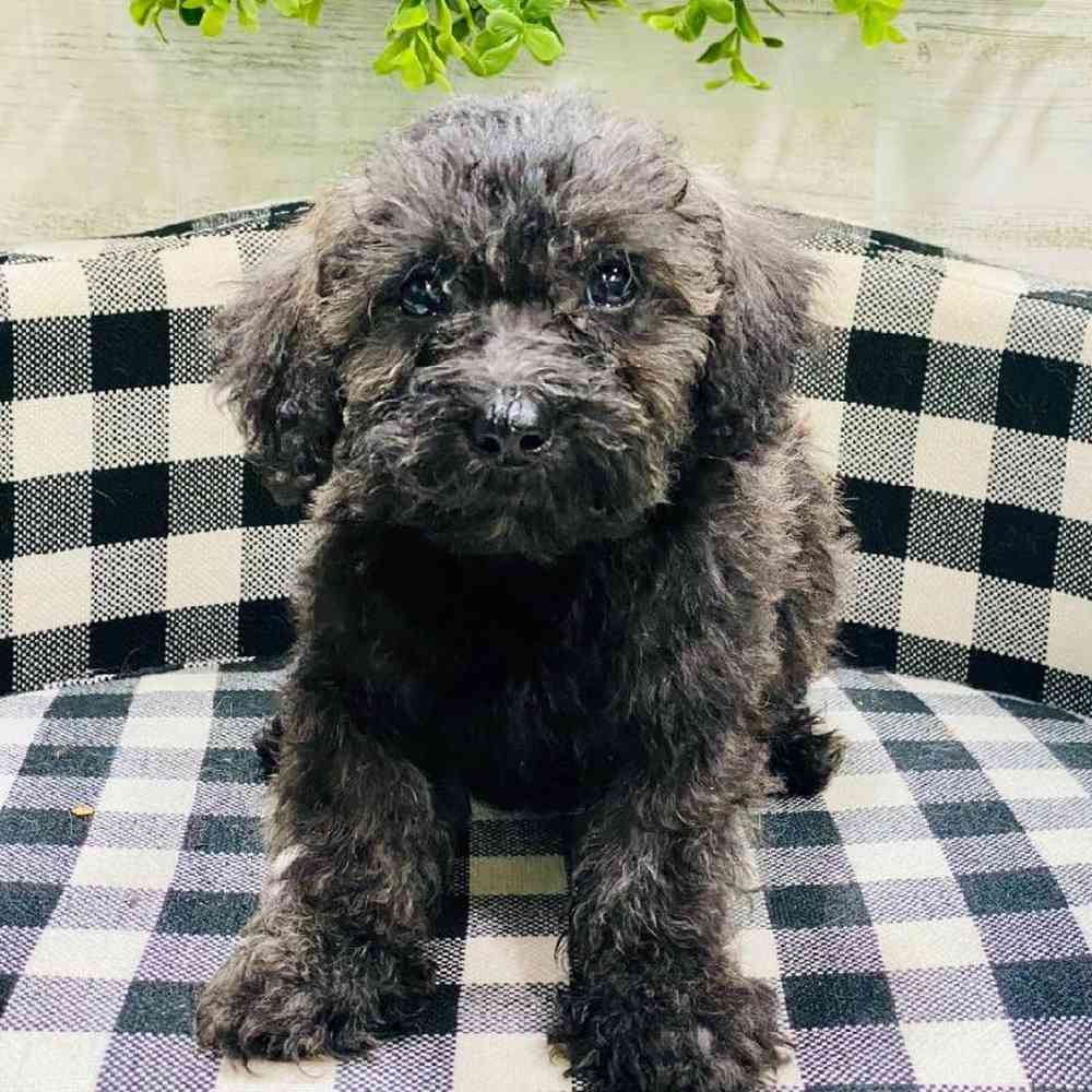 Male Schnoodle Puppy for sale