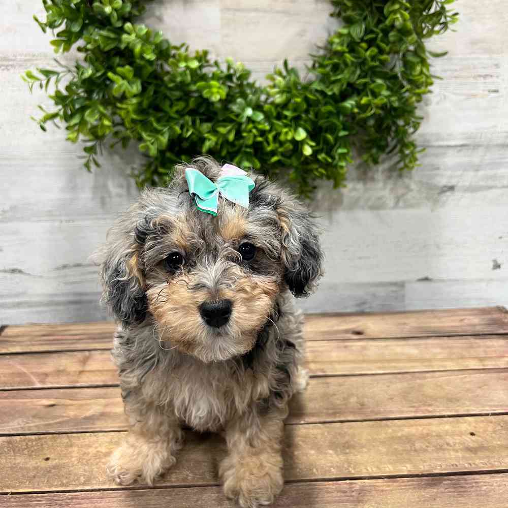 carousel pet images