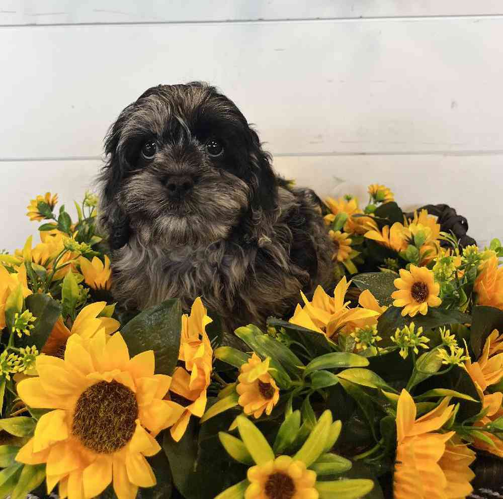 carousel pet images