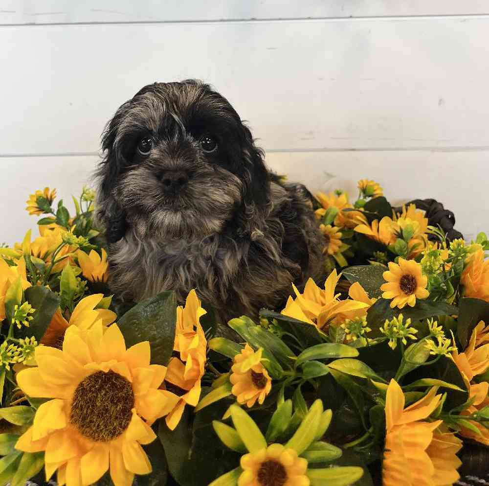 Male Cockapoo Puppy for Sale in Fayetteville, AR