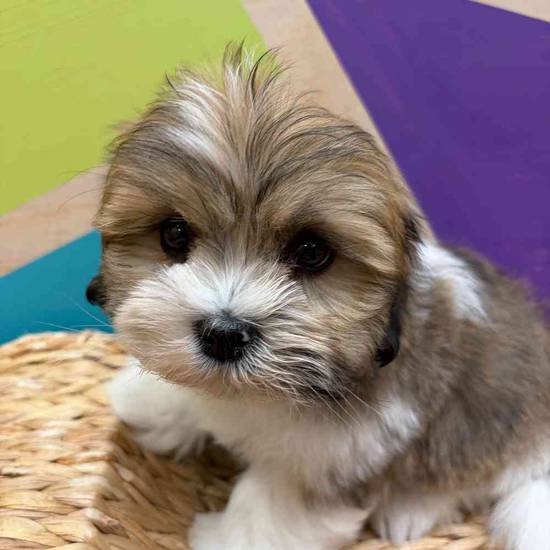 Benny