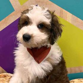 Toy Australian Shepherd