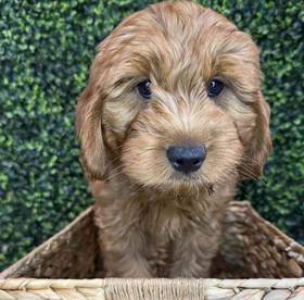 F1B Mini Goldendoodle