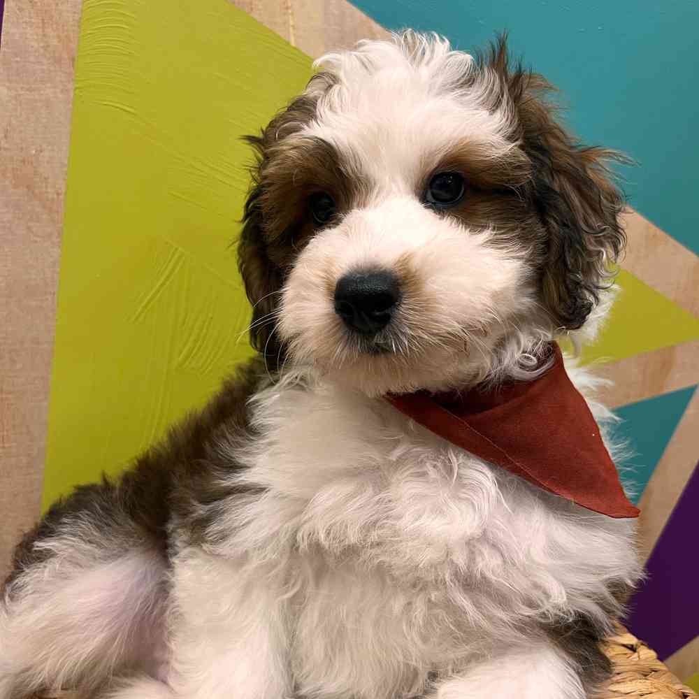 carousel pet images