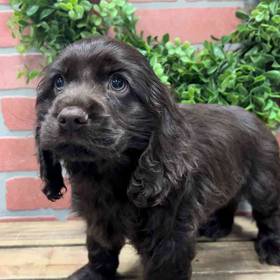 Cocker Spaniel