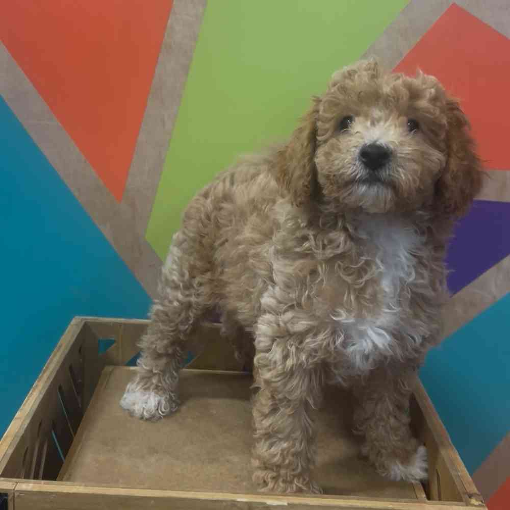 Image of a pet breed in the gallery