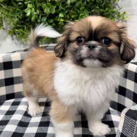 Pekingese