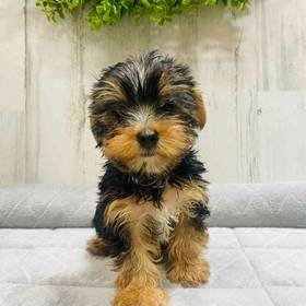 Yorkie