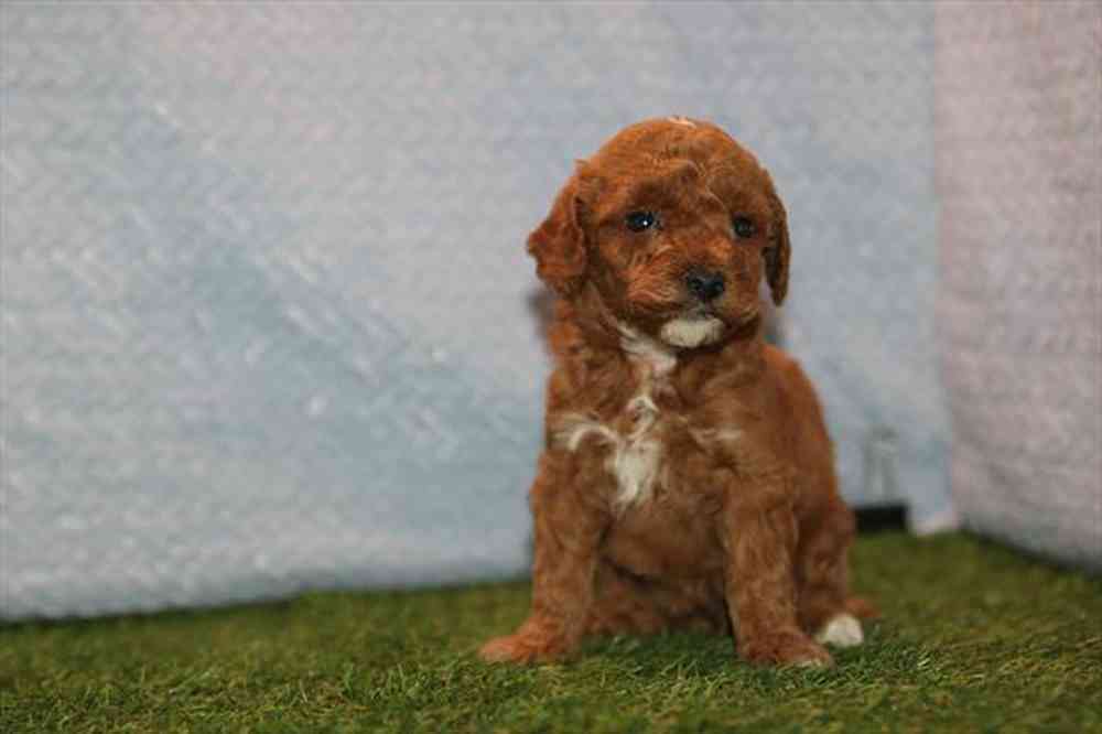 carousel pet images