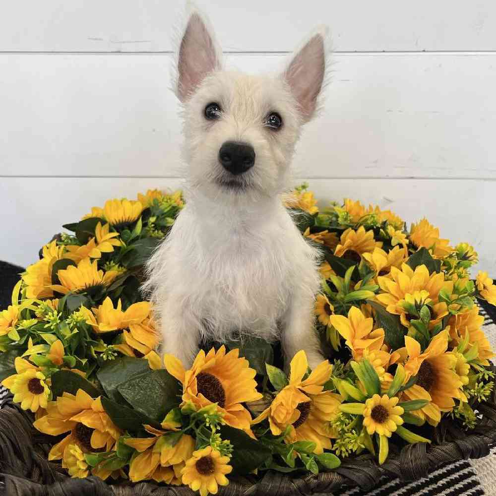 Male West Highland White Terrier Puppy for Sale in Rogers, AR