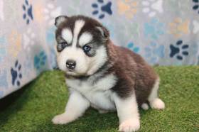 Siberian Husky