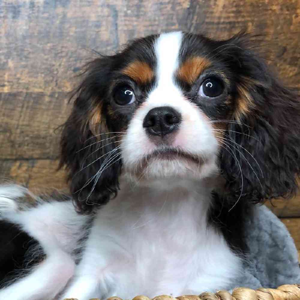 carousel pet images