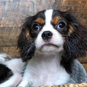Cavalier King Charles Spaniel