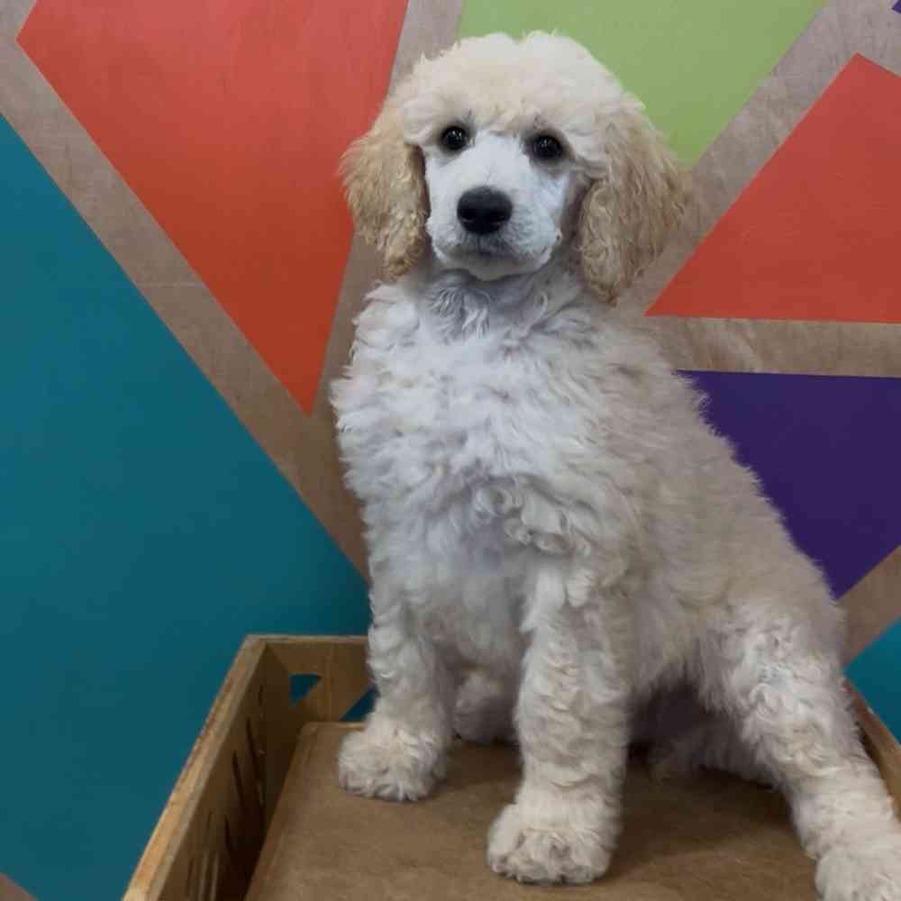 Image of a pet breed in the gallery