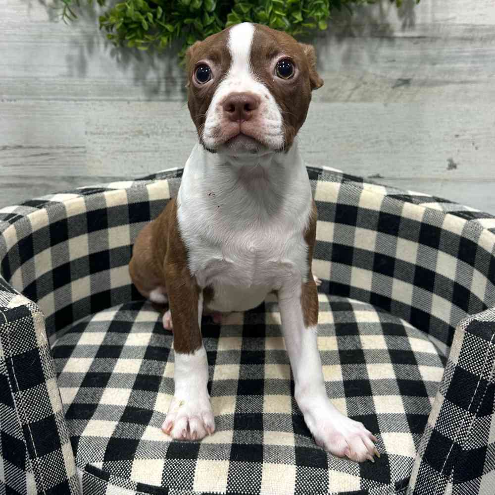 carousel pet images