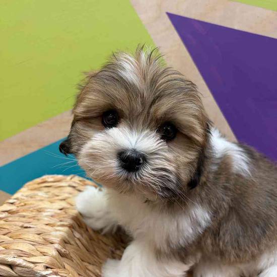 Benny