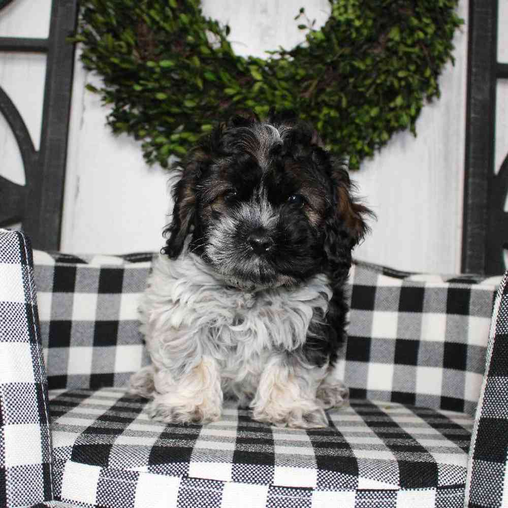 carousel pet images