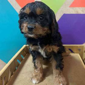 Cavapoo