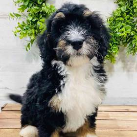 Mini Bernedoodle