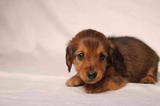 Dachshund