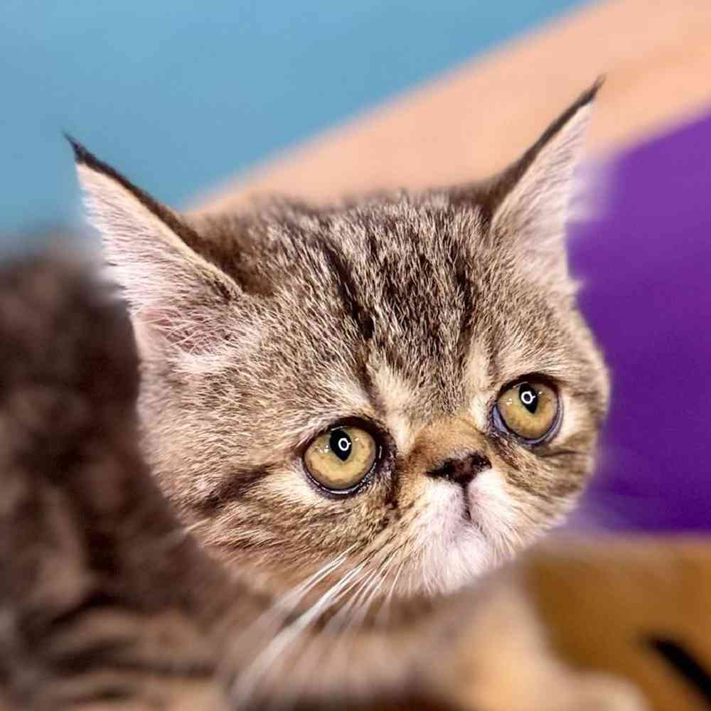 carousel pet images