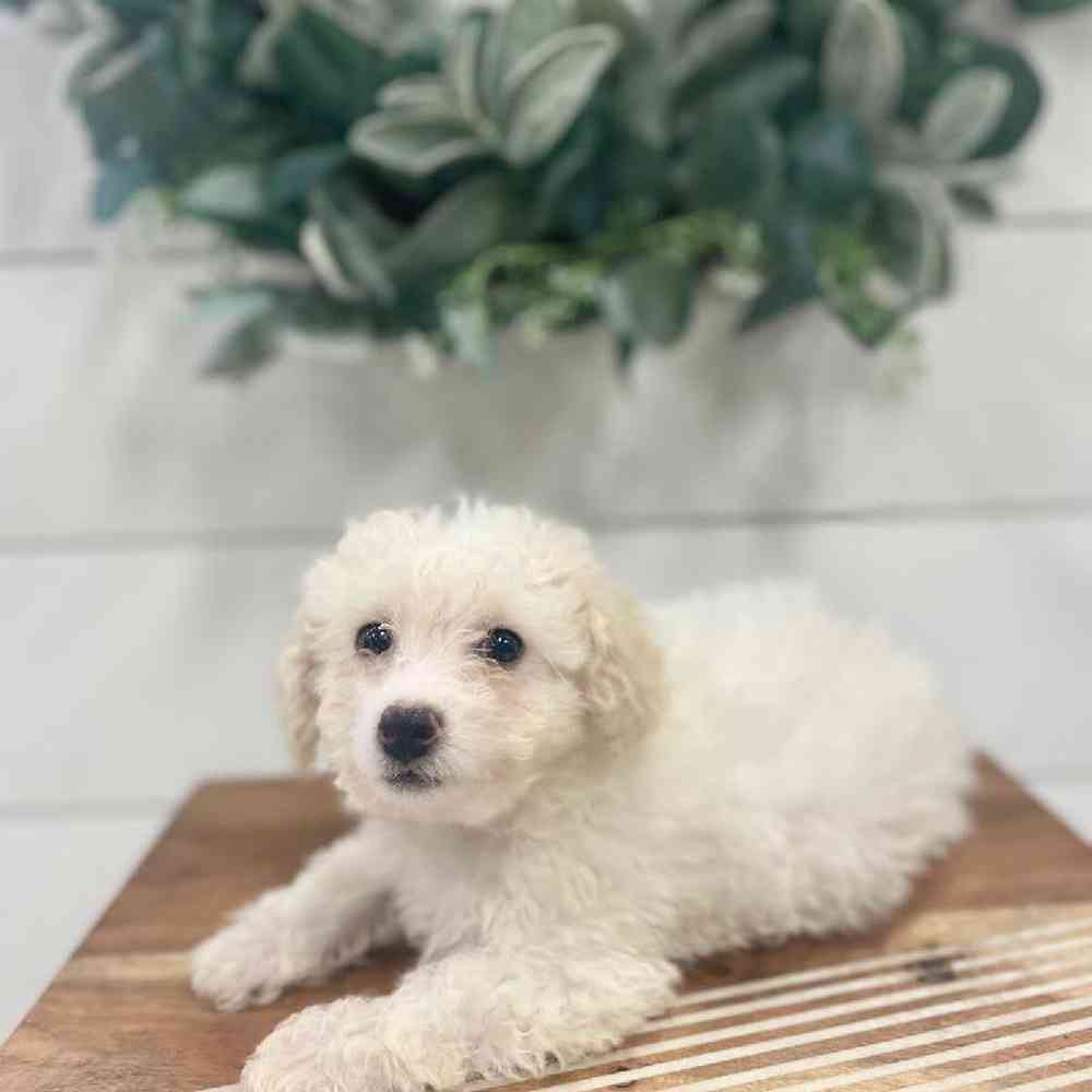 Male Bichon-Poodle Puppy for Sale in Rogers, AR