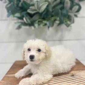 BichonPoo