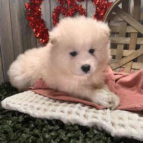 Samoyed