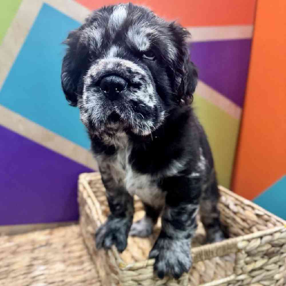 carousel pet images