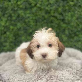 Havanese